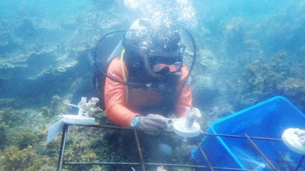 Komunitas Diving Belitung Timur Inisiasi Kolaborasi Wisata Bahari Berkelanjutan