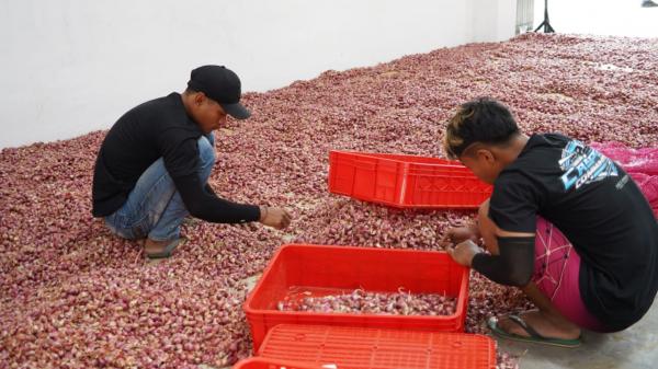 Kisah Petani Bawang Sumenep Binaan UPLAND Project Kementan Tembus Pasar Belanda