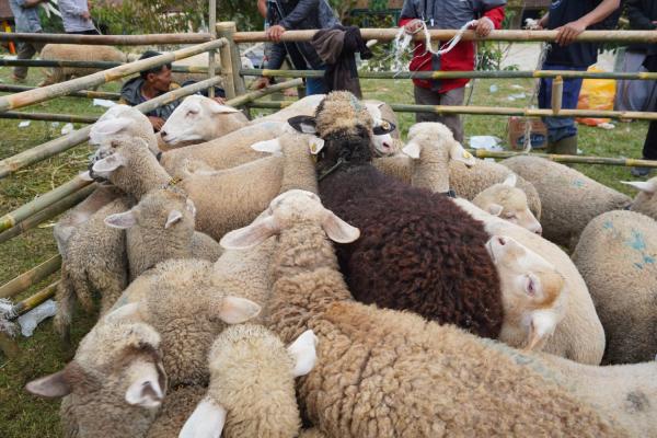 Kelompok Tani Binaan UPLAND Optimis Raup Keuntungan Dari Domba Batur