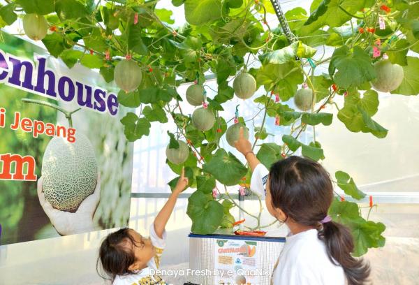 Petani Milenial di Kuningan Kembangkan Melon Premium dengan Metode Teknologi Hidroponik Jepang