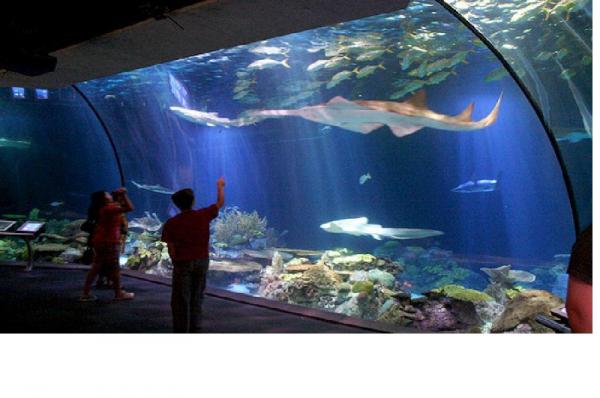 Aquarium Indonesia Pangandaran, Wisata Edukasi Biota Laut yang Unik dan Kekinian