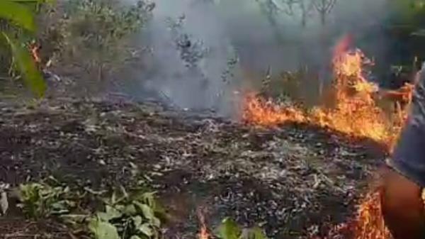 Lahan Hutan dan Kebun Seluas 4 Hektar di Ciharalang Ciamis Hangus Terbakar