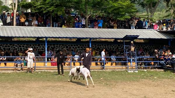 320 Domba Ikuti Event Ketangkasan Domba Garut Cup 2023