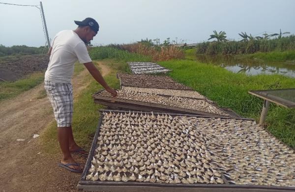 Pengolah Ikan Asin di Pontang Kabupaten Serang, Keluhkan Mahalnya Harga Garam