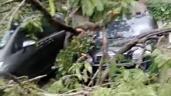 Akibat Hujan Disertai Angin, Pohon Tumbang Timpa 3 Mobil Pengunjung Wisata di Serpong