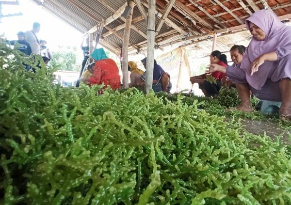 Rumput Laut Sumenep Jadi Primadona di Pasar Eskpor, Ini Harapan Para Pembudi Daya