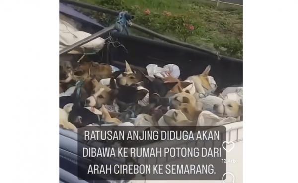 Viral Truk Bawa Ratusan Anjing Diduga Akan Dijagal di Jateng, Begini Respons Polisi