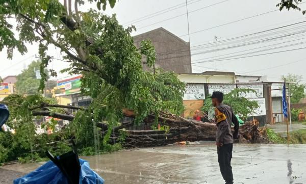 Pohon Tumbang di Sragen Timpa Dagangan Helm saat Hujan Angin Kencang