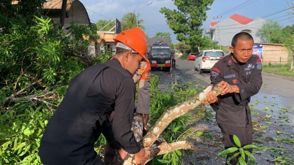 Respon Cepat SAR Brimob Bone Evakuasi Pohon Tumbang Di Jalan Poros Bajoe