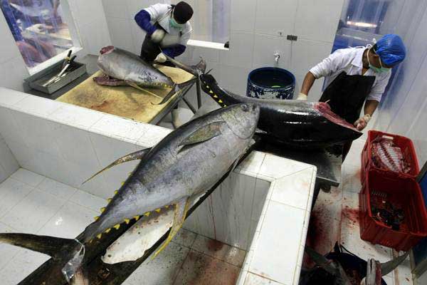 Sebanyak 616 Ton Tuna dari Maluku Diekspor ke Jepang selama Tahun 2023