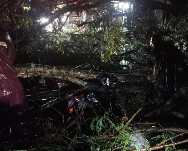 Pemotor Asal Kawali Ciamis Tewas Tertimpa Pohon di Malangbong Garut