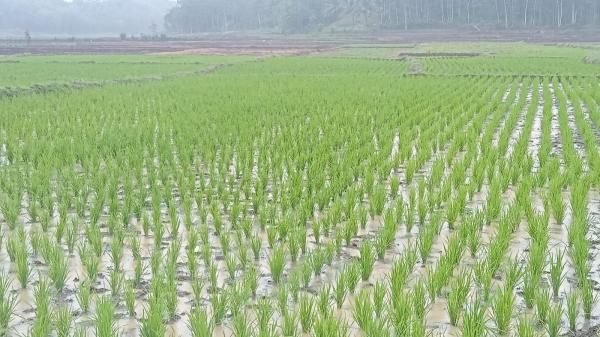 Hujan Membawa Berkah Hektaran Lahan Sawah di Cianjur selatan Mulai Terairi