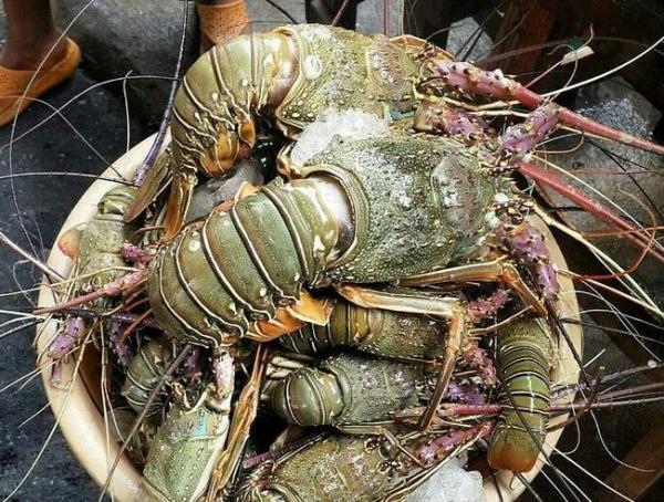 Ayo Berburu Lobster di Lebak Selatan, Lagi Murah Banget ! Segini Harga Per Kilonya