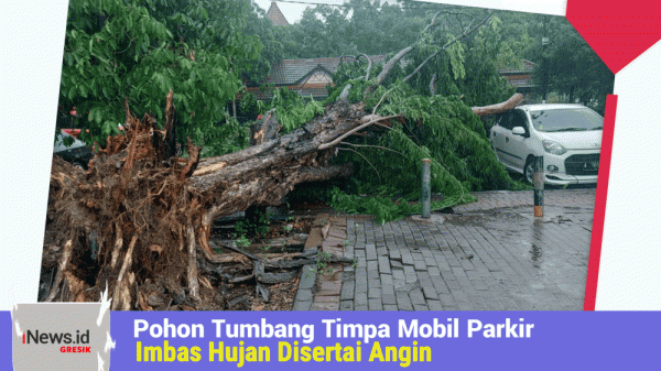 Pohon Tumbang Timpa Mobil Parkir, Imbas Hujan Disertai Angin