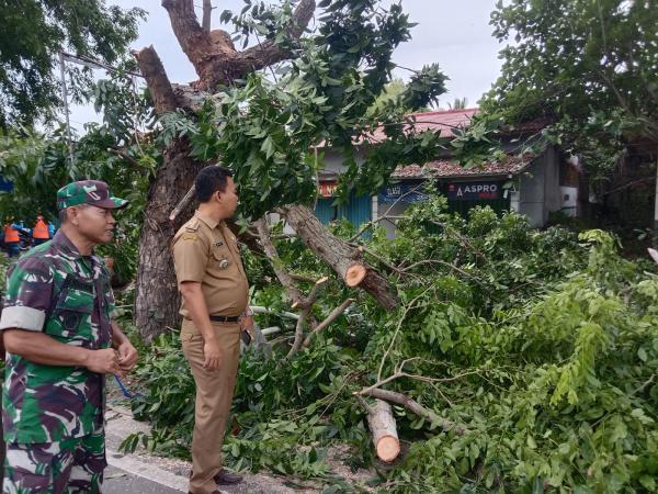 Pemkab Serang Bersih-Bersih, Pohon Rapuh Disepanjang Jalan Kawasan Wisata Pantai Anyer