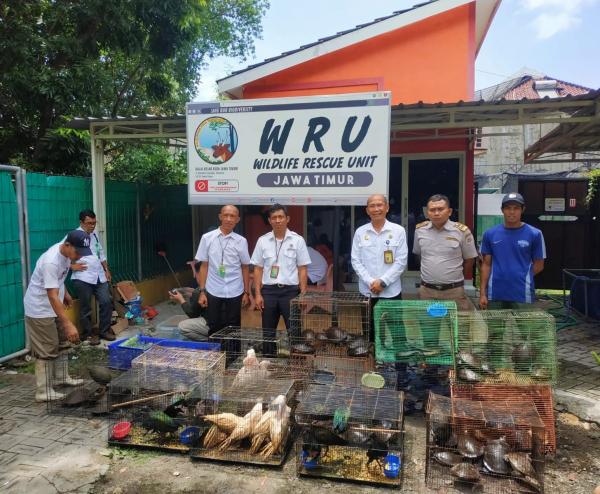 Karantina Jawa Timur Gagalkan Ratusan Reptil dalam Koper, Terdapat 111 Kura-kura Moncong Babi