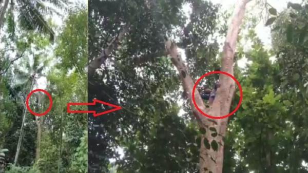 Geger! Penerbang Paralayang Tersangkut di Pohon Setinggi 20 Meter, Warga Cirebon Panik