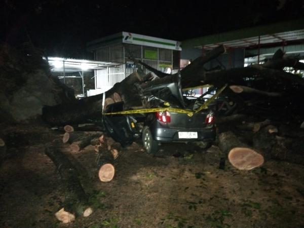 Breaking News: Pohon Tumbang Timpa Mobil di SPBU Kampung Pelita, Satu Orang Tewas