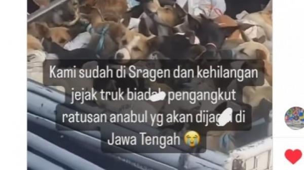 Viral! Ratusan Anjing Dalam Truk yang Ditangkap di Semarang, Diduga Akan Dikirim ke Sragen