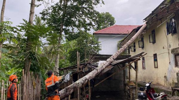 Pohon Kelapa Setinggi 15 Meter Tumbang Timpa Atap Kobong Ponpes Ani Dhomia di Tasikmalaya