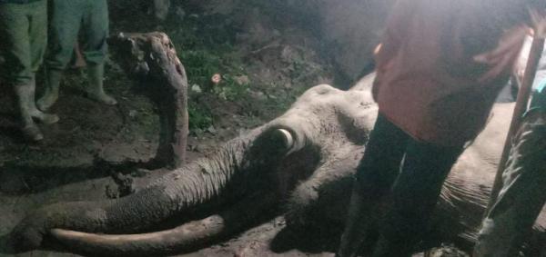 Gajah Taman Nasional Tesso Nillo Dibunuh Pemburu, Gading Hilang