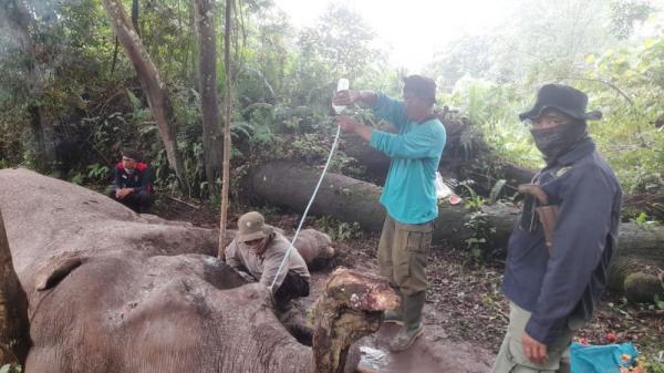 Biadab! Rahman, Gajah Latih TN Tesso Nilo Mati Diduga Dibunuh Pemburu Gading