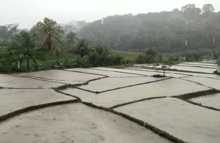 Petani di Cihara Lebak Sambut Gembira Musim Hujan