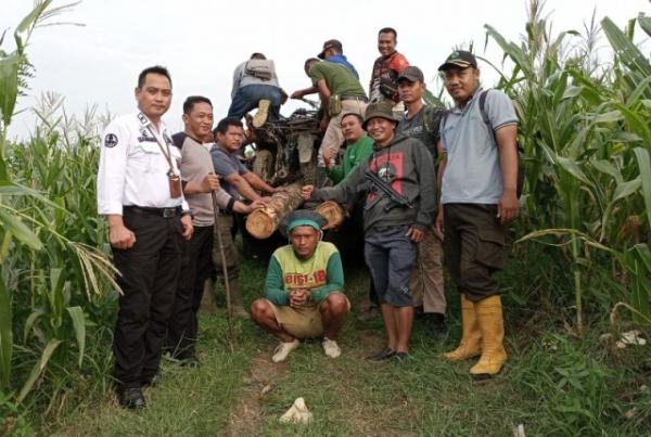 Patroli Gabungan di Grobogan Tangkap Pencuri Kayu di Hutan KPH Purwodadi