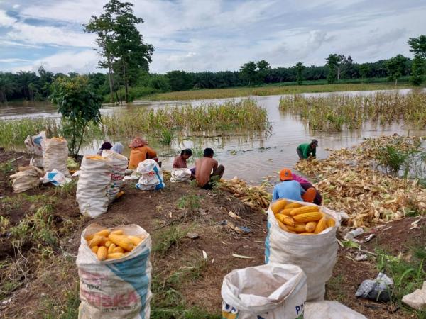 Meluapnya Sungai Way Besai Membanjiri Kebun Jagung, Akibatnya Petani di Tanjung Ratu Merugi