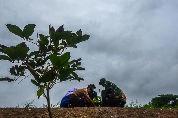 Potret Penamaman Serentak Pohon Buah di Palembang