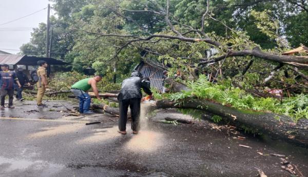 Pohon Trembesi Tumbang, Timpa Kios Milik Warga di Jalan Poros Limbung Gowa