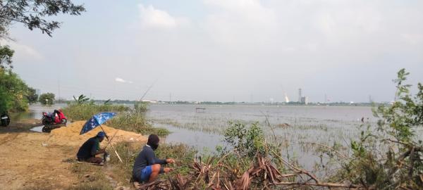 Ratusan Hektare Sawah di Karangligar dan Sukamakmur  Gagal Panen Gegara Terendam Banjir