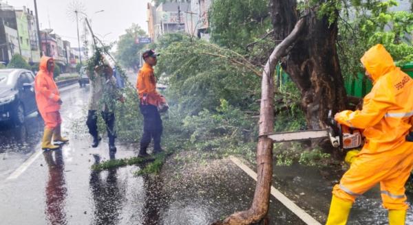 BPBD Evakuasi Pohon Besar Tumbang Didepan Makam Nagabai Kota Cilegon
