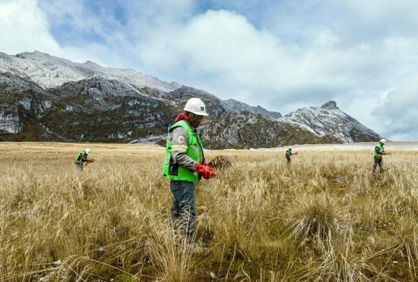 Bekas Tambang Freeport di Grasberg Kembali Hijau