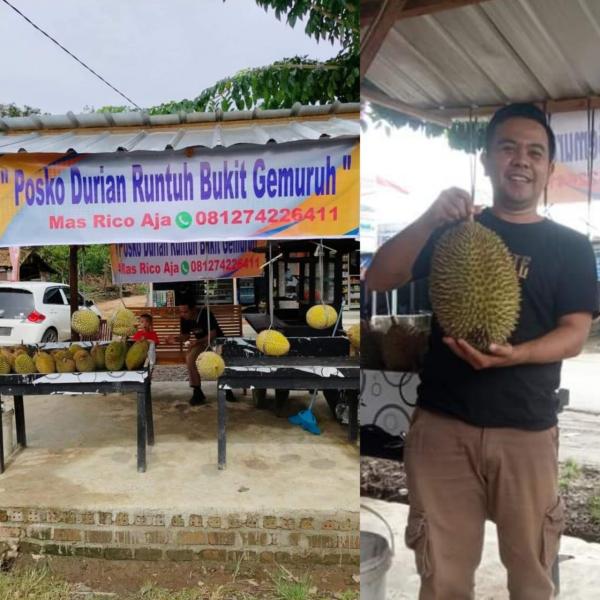 Anda Pecinta si Raja Buah? Wajib Datang ke Posko Durian Runtuh Bukit Gemuruh di Bandar Sari