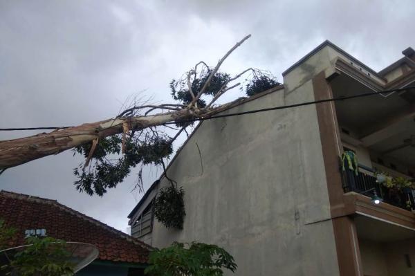 Pohon Tumbang Timpa Kabel Listrik hingga Rumah Warga di Garut