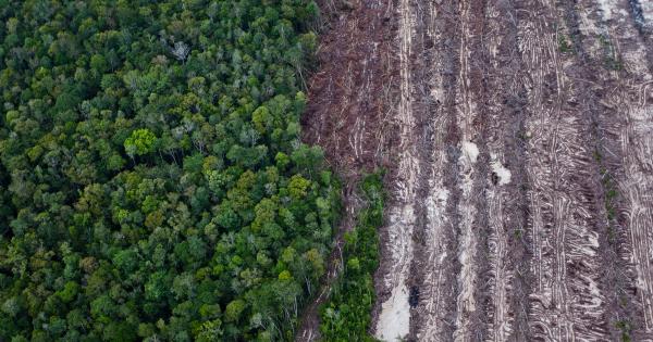Indonesia Negara Nomor 1 Dengan Tingkat Penurunan Deforestasi di Dunia