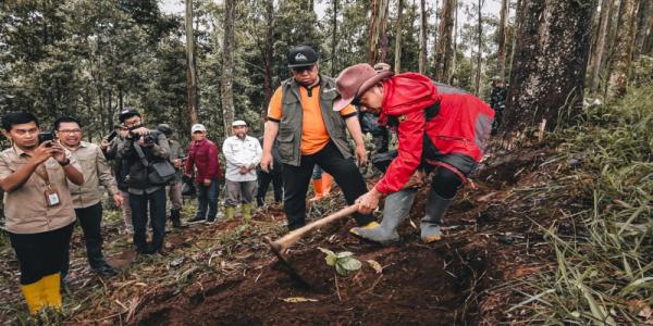 Ribuan Pohon Kopi Ditanam di Kawasan Bandung Utara