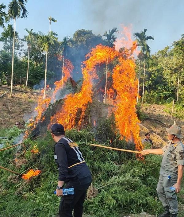 Kepala BNN RI Pimpin Pemusnahan 2 Hektar Lahan Ganja di Aceh Utara