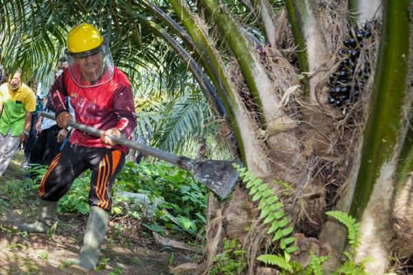 Harga Sawit di Tingkat Petani di Riau Naik, Segini Besarannya