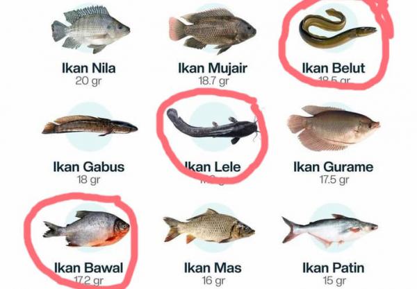 3 Ikan Tawar Punya Kandungan Kolesterol Tinggi, Sering Dikonsumsi Masyarakat Indonesia