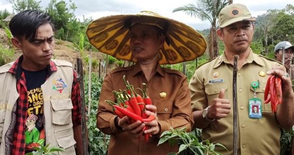 Kunjungi Lahan Cabai, Pj Bupati Mamasa Ajak Petani Bertani Berkelanjutan