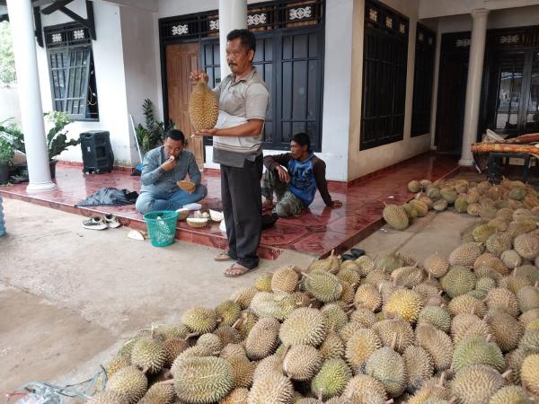 Tiga Jenis Durian Lokal Cianjur Paling Dicari Diantaranya Sihepe