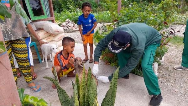 Cegah Rabies, Petugas Masuk Keluar Rumah Beri Vaksin Anjing di Kelurahan Maubeli TTU