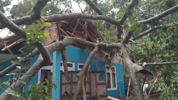 Cuaca Ekstrem, Puluhan Rumah di Ciamis Rusak Diterjang Angin Kencang dan Pohon Tumbang