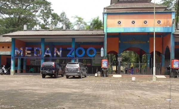 Kondisi Harimau Sekarat, Pengelola Medan Zoo Koordinasi dengan BKSDA Sumut