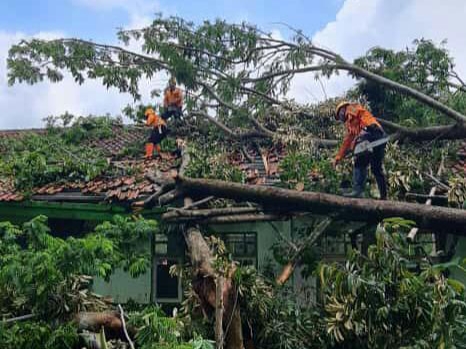 Puting Beliung di Kuningan: Tiga Pohon Tumbang Timpa Madrasah di Desa Wilanagara