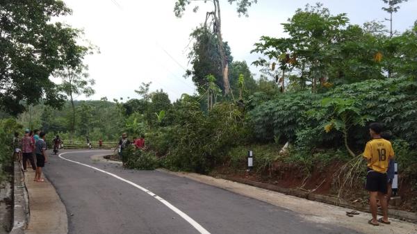 Masyarakat dan Pemuda Gotong-royong Bersihkan Pohon yang Roboh Menimpa Kabel Listrik di Tanjung Mas