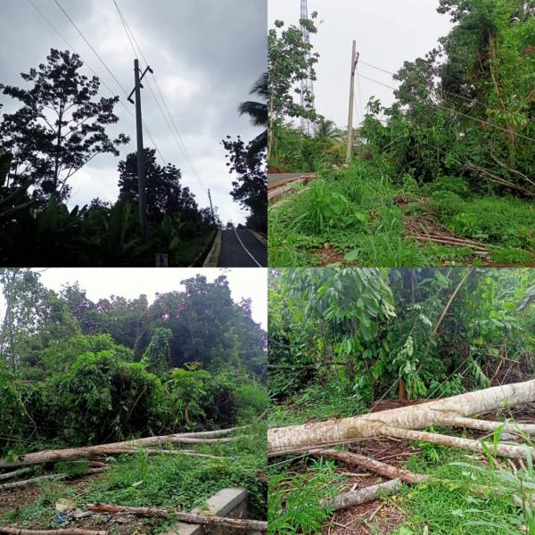 Pohon Roboh Menimpa Kabel Listrik di Tanjung Mas, Konducktor Berjatuhan Terlepas dari Isolator 
