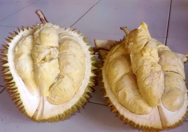 5 Jenis Makanan ini tak Boleh di Konsumsi Bersamaan dengan Durian, Bahaya! 